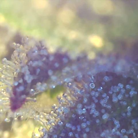 Bruce banger 3 growlog timeline photo