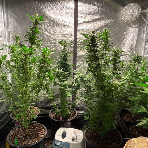 Bruce banger 3 growlog timeline photo