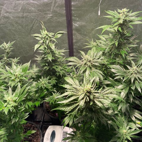 Bruce banger 3 growlog timeline photo