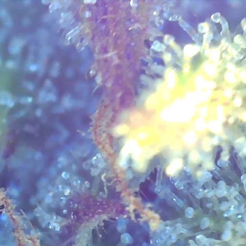 Bruce banger 3 growlog timeline photo