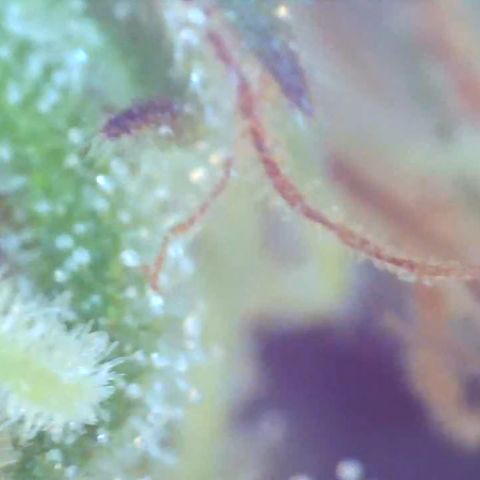 Bruce banger 3 growlog timeline photo
