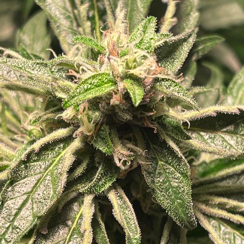Bruce banger 3 growlog timeline photo
