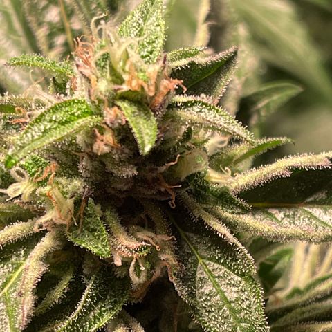 Bruce banger 3 growlog timeline photo