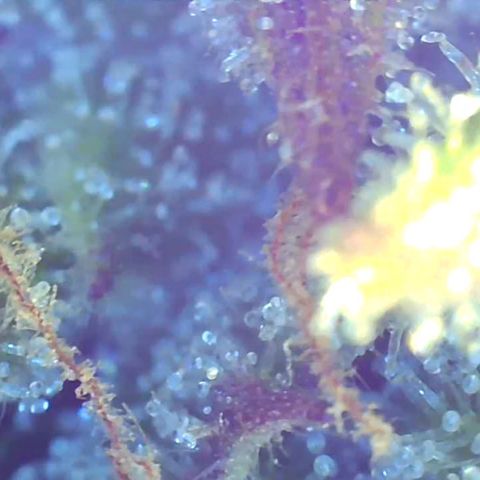 Bruce banger 3 growlog timeline photo