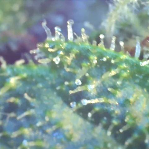 Bruce banger 3 growlog timeline photo