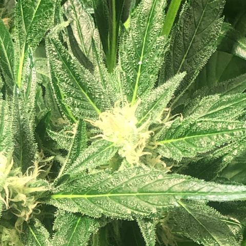 Bruce banger 3 growlog timeline photo