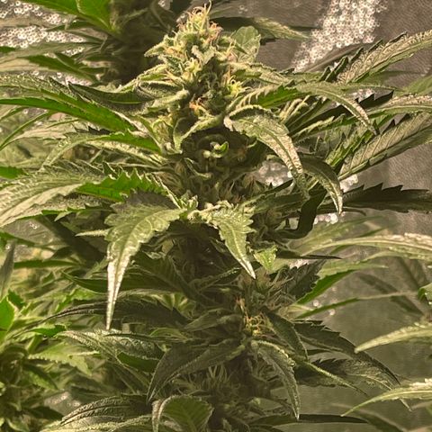 Bruce banger 3 growlog timeline photo