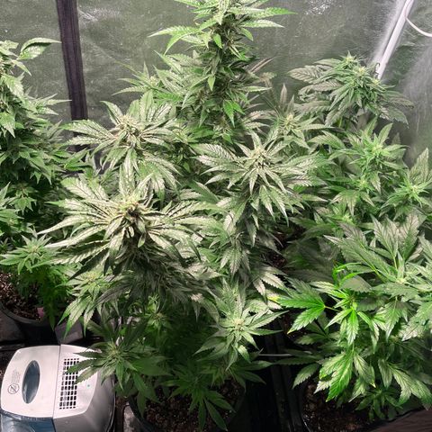 Bruce banger 3 growlog timeline photo