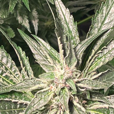 Bruce banger 3 growlog timeline photo