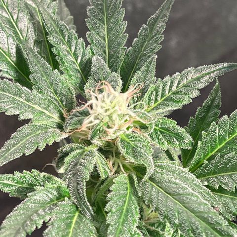 Bruce banger 3 growlog timeline photo