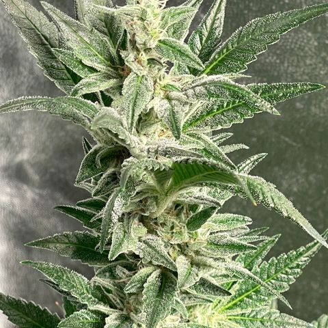 Bruce banger 3 growlog photo: Day 64