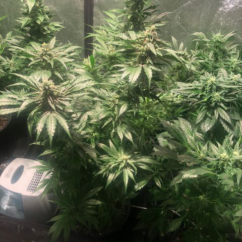 Bruce banger 3 growlog timeline photo