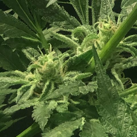 Bruce banger 3 growlog timeline photo