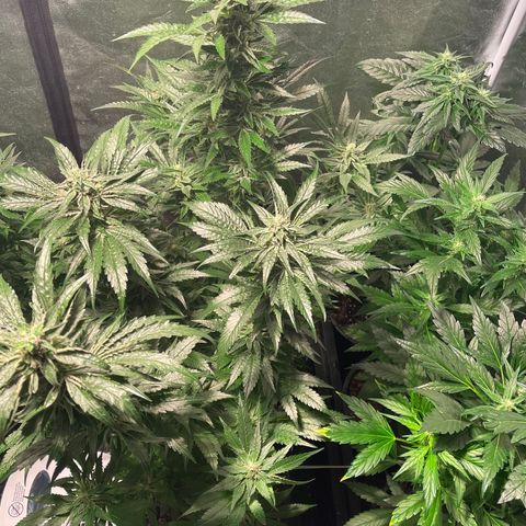 Bruce banger 3 growlog timeline photo