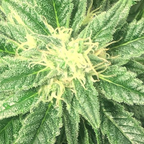 Bruce banger 3 growlog timeline photo