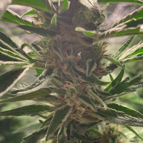 Bruce banger 3 growlog timeline photo