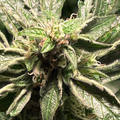 Bruce banger 3 growlog photo: Day 64