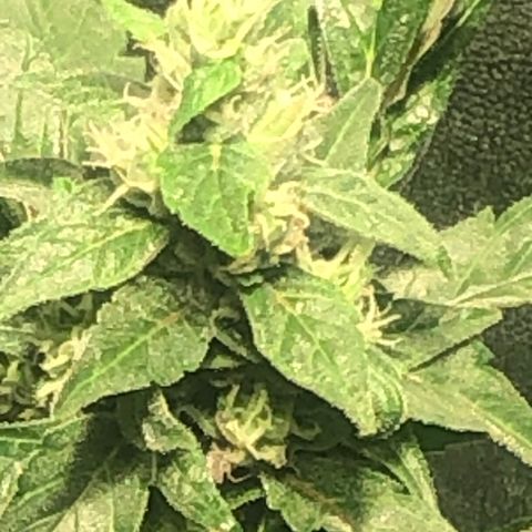 Bruce banger 3 growlog timeline photo