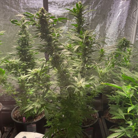 Bruce banger 3 growlog timeline photo