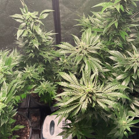 Bruce banger 3 growlog timeline photo