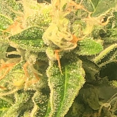 Bruce banger 3 growlog timeline photo