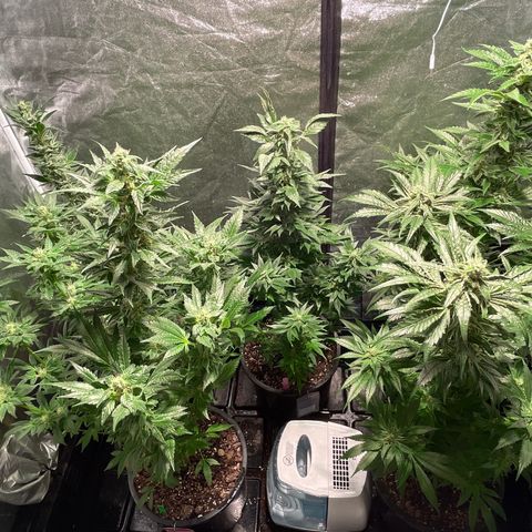 Bruce banger 3 growlog timeline photo