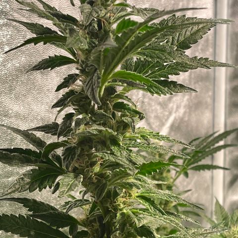 Bruce banger 3 growlog timeline photo