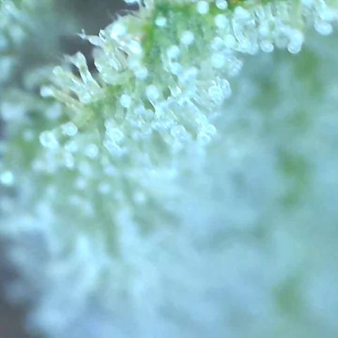 Bruce banger 3 growlog timeline photo