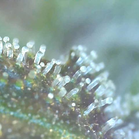 Bruce banger 3 growlog timeline photo