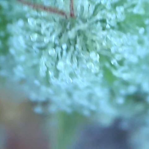 Bruce banger 3 growlog timeline photo