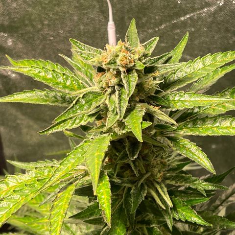 Bruce banger 3 growlog timeline photo