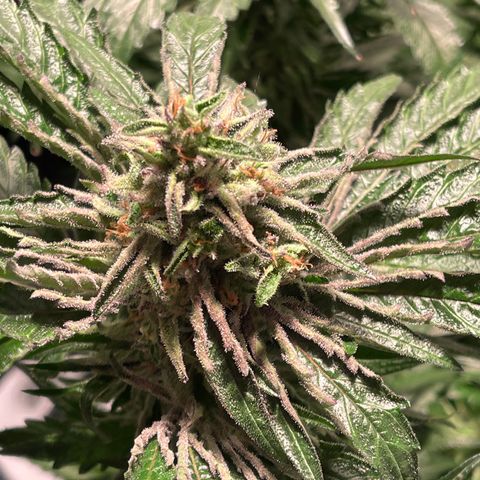 Bruce banger 3 growlog timeline photo