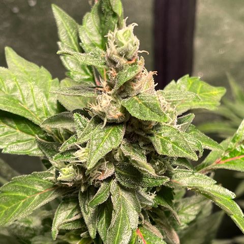 Bruce banger 3 growlog timeline photo