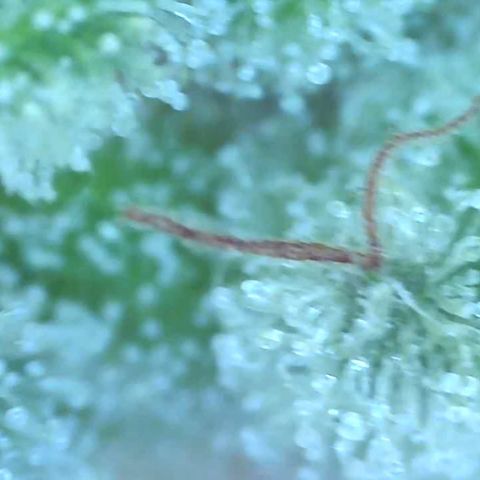 Bruce banger 3 growlog timeline photo