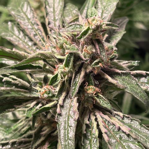 Bruce banger 3 growlog timeline photo