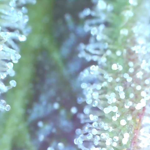 Bruce banger 3 growlog timeline photo