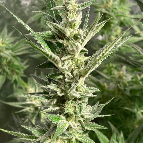 Bruce banger 3 growlog timeline photo