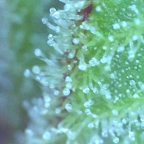 Bruce banger 3 growlog timeline photo