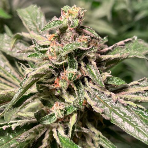 Bruce banger 3 growlog timeline photo
