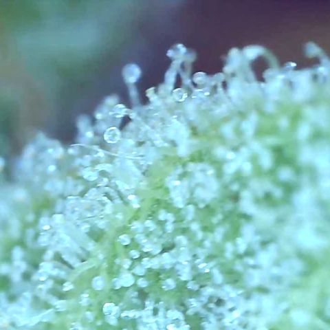 Bruce banger 3 growlog timeline photo