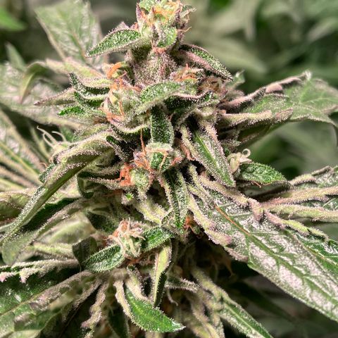 Bruce banger 3 growlog timeline photo