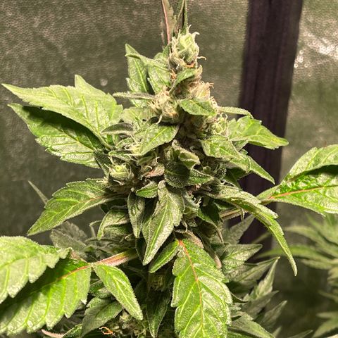 Bruce banger 3 growlog timeline photo