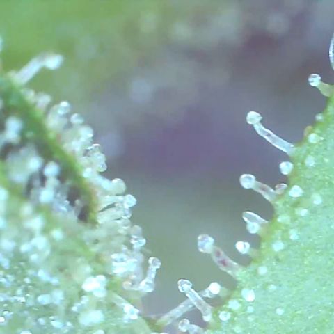 Bruce banger 3 growlog timeline photo