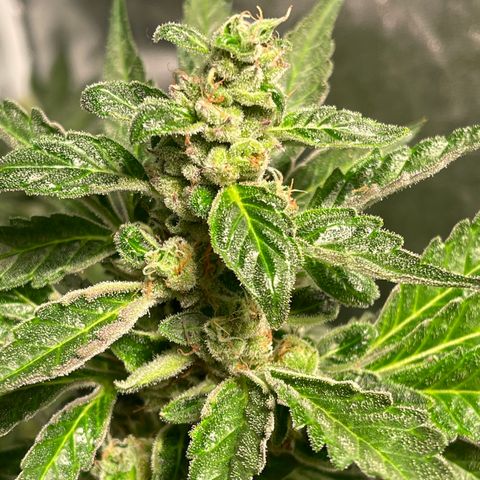 Bruce banger 3 growlog timeline photo