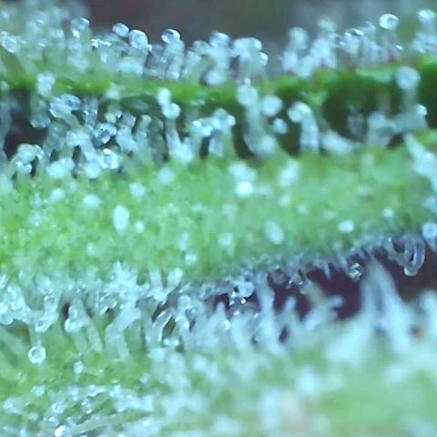 Bruce banger 3 growlog timeline photo