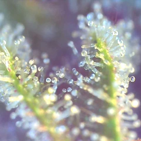 Bruce banger 3 growlog timeline photo