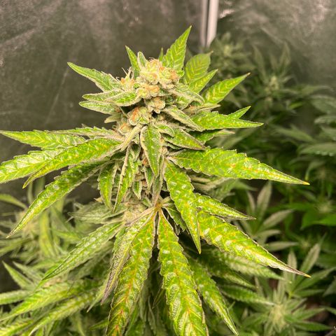 Bruce banger 3 growlog timeline photo