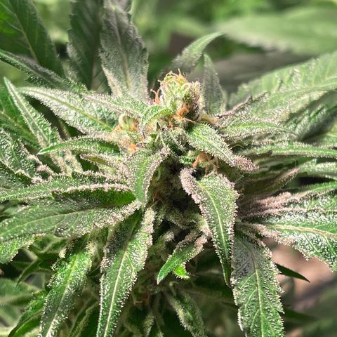 Bruce banger 3 growlog timeline photo