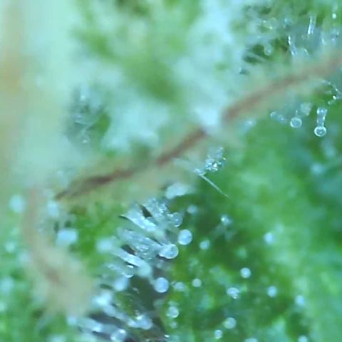 Bruce banger 3 growlog timeline photo