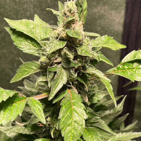 Bruce banger 3 growlog timeline photo